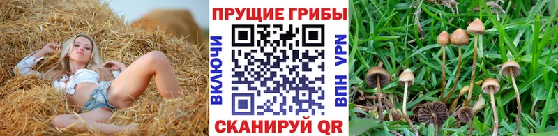 Галлюциногенные грибы Magic Shrooms Искитим